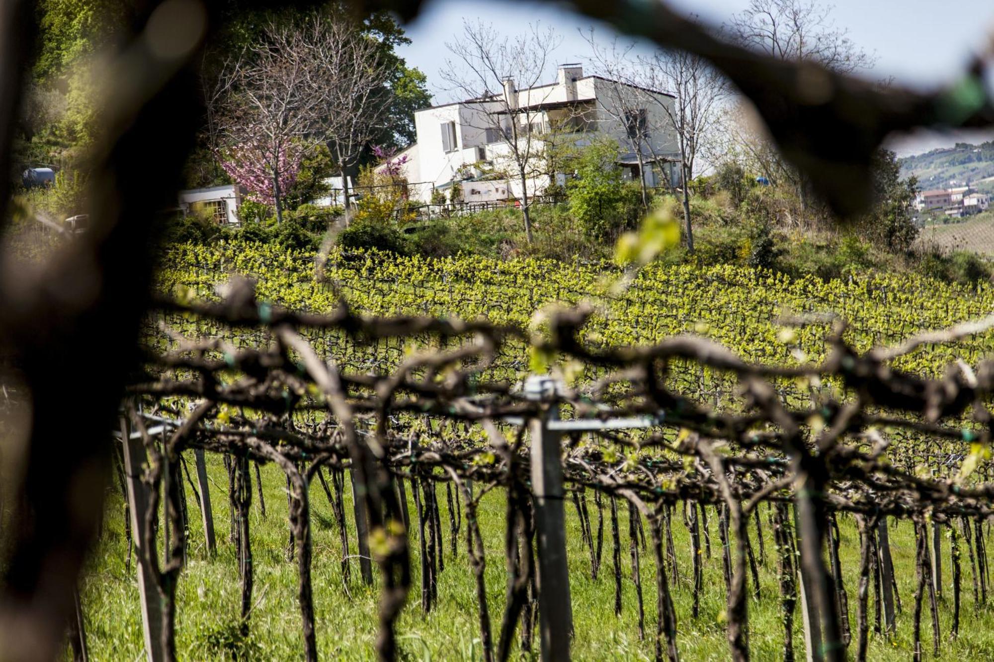 Agriturismo Campoletizia Miglianico Eksteriør bilde